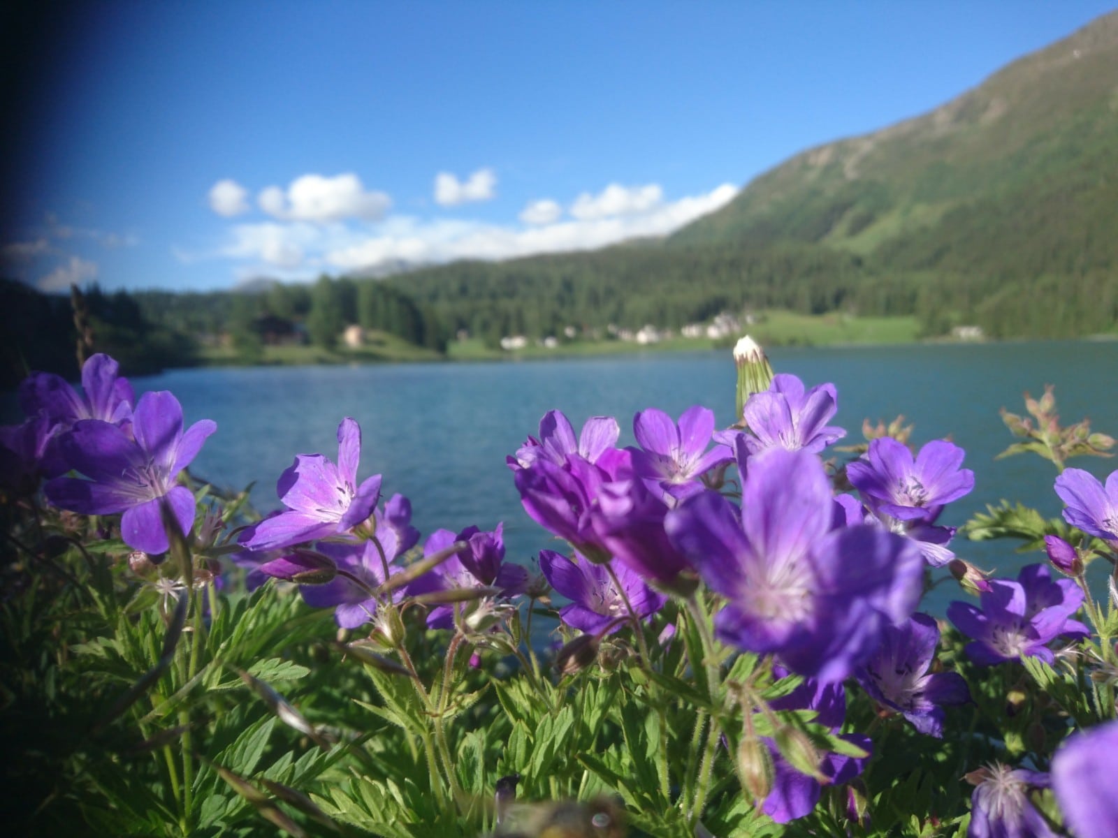 Davosersee Sommer